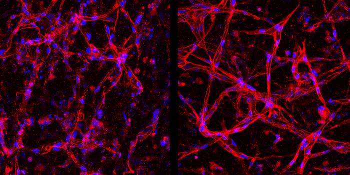 Retina, cellule vascolari ottenute in laboratorio per nuove terapie
