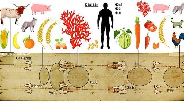 Tracce di Dna raccontano le contaminazioni recenti della Sindone
