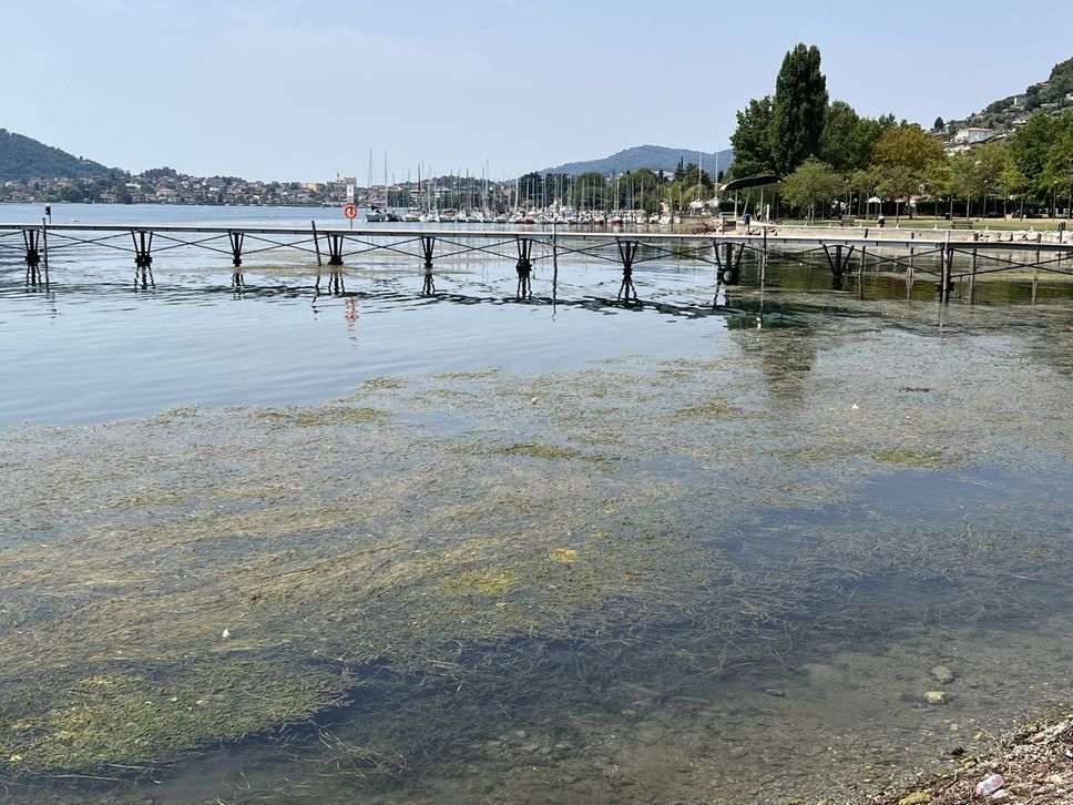 Siccità, lago d’Iseo in continua discesa. E proliferano le alghe