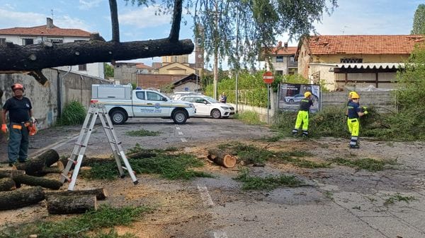 Alberi caduti a Boltiere