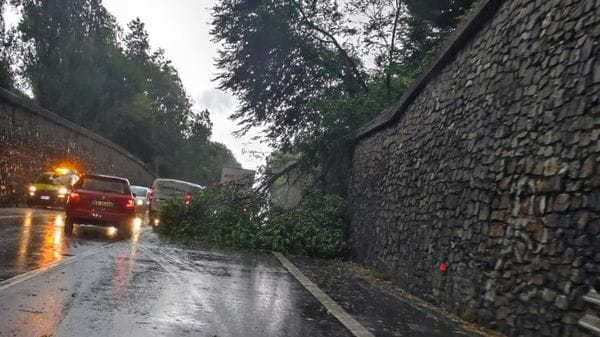 Rami spezzati e alberi caduti, i danni del temporale sulla Bergamasca- Foto/Video