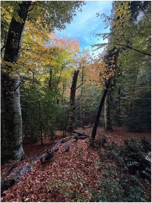 Alla 'Foresta di Sfilzi' nel Gargano lo status di 'Bosco Vetusto'