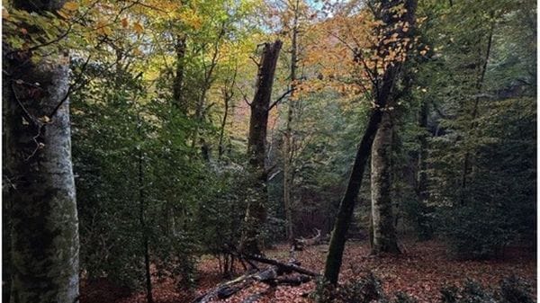 Alla 'Foresta di Sfilzi' nel Gargano lo status di 'Bosco Vetusto'