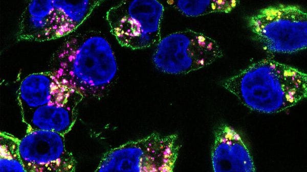 Da un farmaco mutaforma un doppio colpo ai tumori