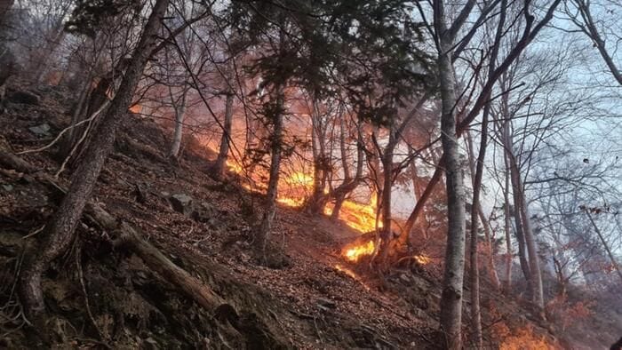 Legambiente, in 6 mesi quasi 500 incendi, come più di 13mila campi da calcio