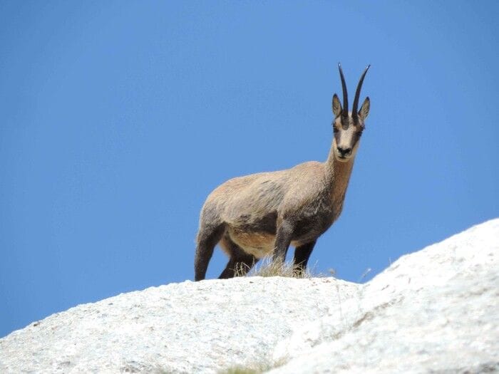 Al via il nuovo censimento dei camosci nel Parco dei Monti Sibillini