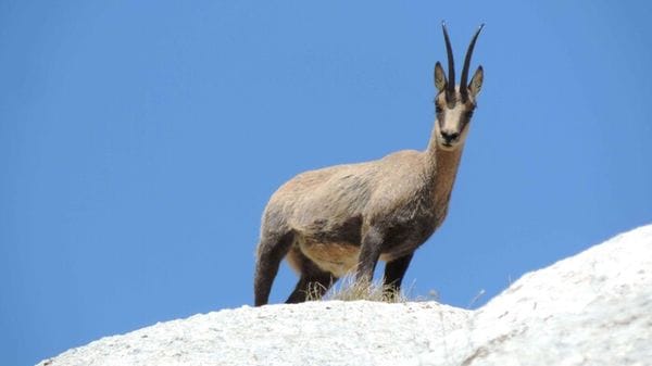 Al via il nuovo censimento dei camosci nel Parco dei Monti Sibillini