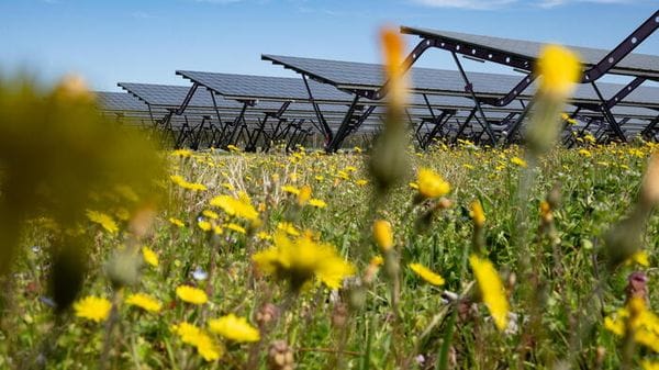 Consulta, legittimo il divieto per il fotovoltaico a terra in zone agricole