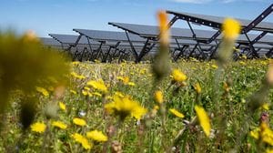 Consulta, legittimo il divieto per il fotovoltaico a terra in zone agricole
