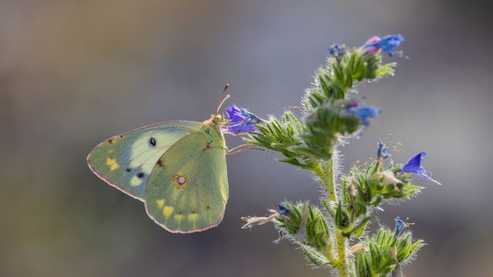 Lo spettacolo della natura