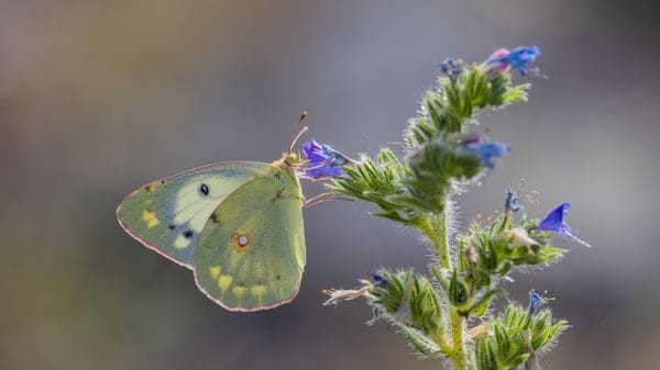 Lo spettacolo della natura