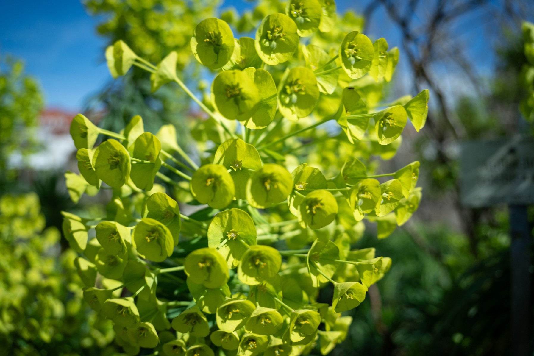 Una guida essenziale per ideare un giardino resiliente al caldo 