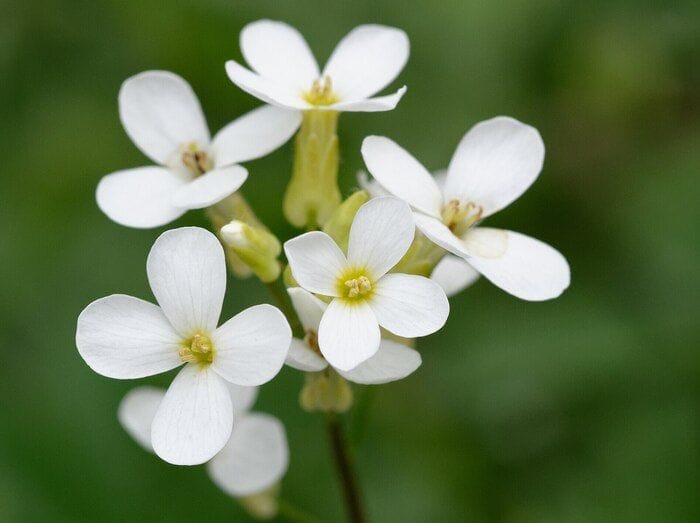 Mappata la crescita delle piante, dalle staminali al fiore 