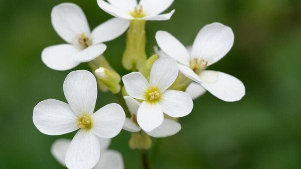 Mappata la crescita delle piante, dalle staminali al fiore 