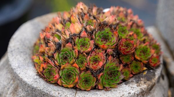 Una guida essenziale per ideare un giardino resiliente al caldo 