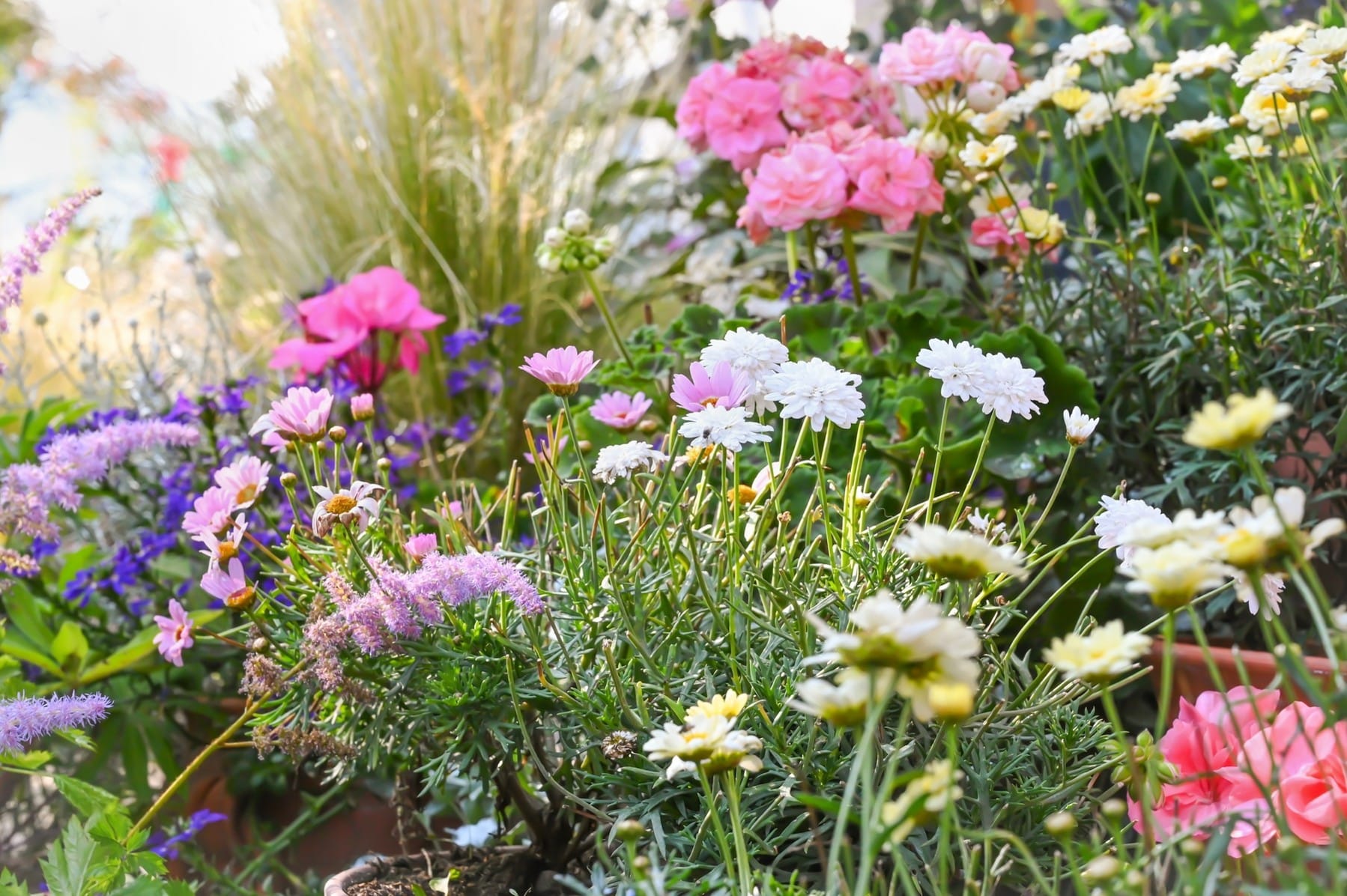 Una guida essenziale per ideare un giardino resiliente al caldo 