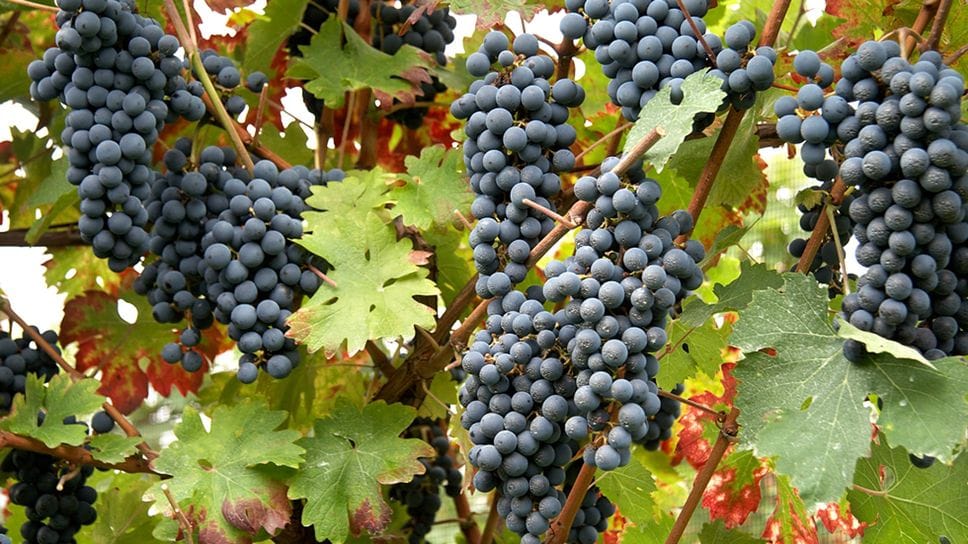 Vendemmia in Bergamasca salvata dalla pioggia. E ora si parla di «ottima annata»