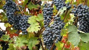 Vendemmia in Bergamasca salvata dalla pioggia. E ora si parla di «ottima annata»