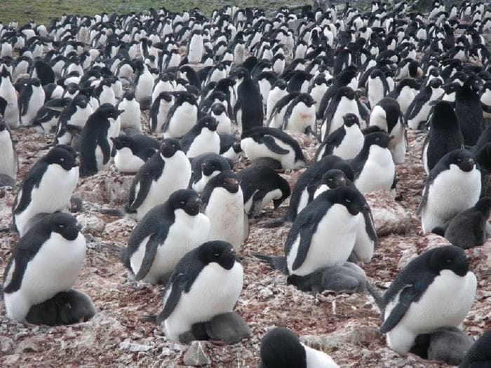Così il clima sta cambiando la dieta dei pinguini 