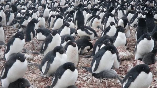 Così il clima sta cambiando la dieta dei pinguini 