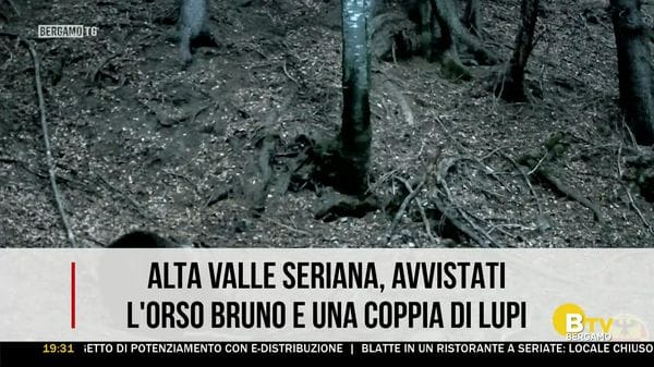 BERGAMO TG