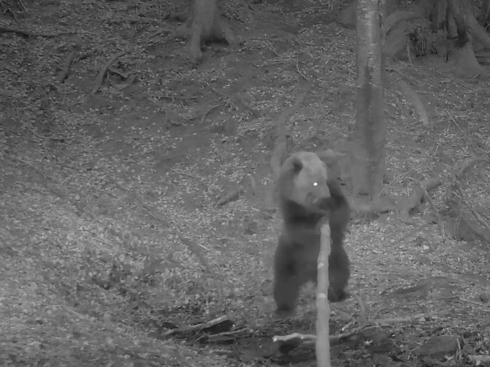 L’orso bruno è tornato sulle Orobie: immortalato in Val Seriana - Foto e video