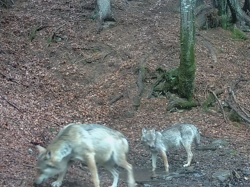 L’orso bruno è tornato sulle Orobie: immortalato in Val Seriana - Foto e video