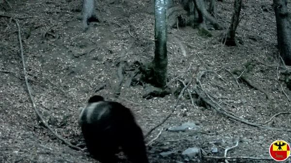 L’orso bruno è tornato sulle Orobie: immortalato in Val Seriana - Foto e video