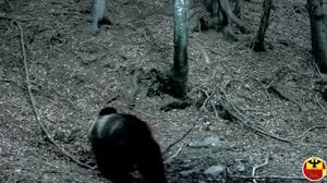 L’orso bruno è tornato sulle Orobie: immortalato in Val Seriana - Foto e video