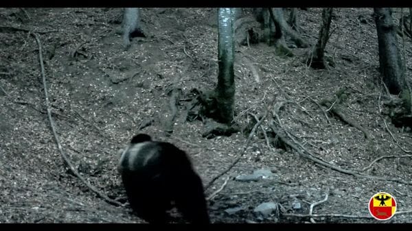 L’orso bruno è tornato sulle Orobie: immortalato in Val Seriana