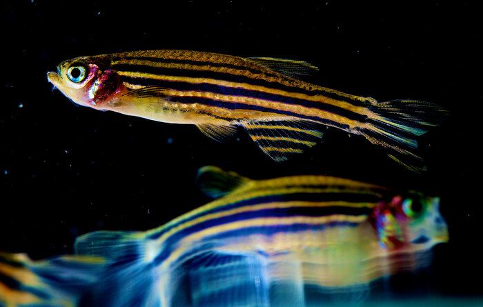 Piccoli frammenti genetici indicano quando il cervello deve riposare