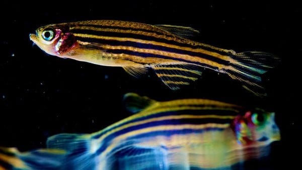 Piccoli frammenti genetici indicano quando il cervello deve riposare