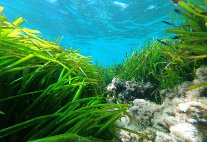 Così la posidonia cresce rigogliosa fino alla profondità di 50 metri 