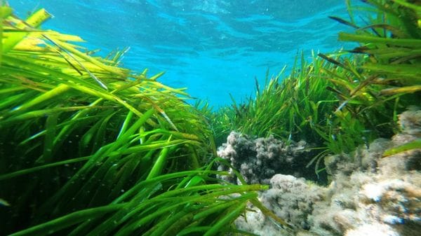 Così la posidonia cresce rigogliosa fino alla profondità di 50 metri 