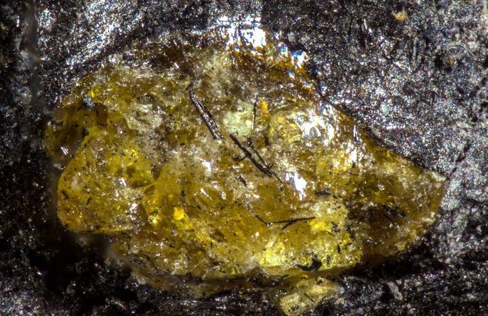 Scoperta l'ambra più antica, ha 385 milioni di anni 