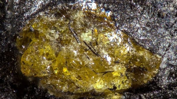 Scoperta l'ambra più antica, ha 385 milioni di anni 