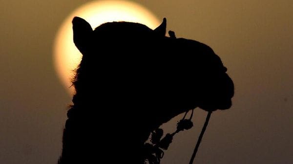 Anche i cammelli risentono della siccità, aumentano i decessi in Africa