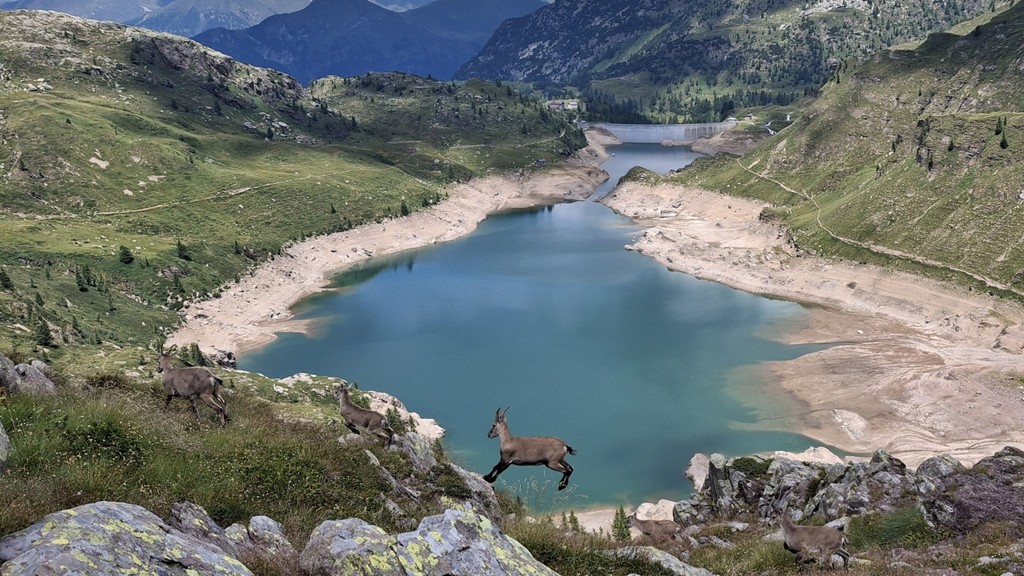 «Stambecchi a passeggio...»
