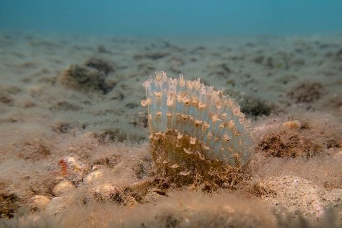 Torna la Pinna nobilis sui fondali di Trieste, segnali di recupero ambientale