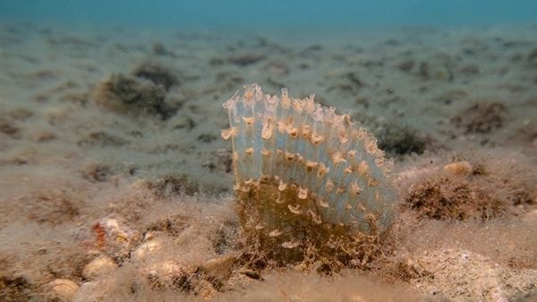 Torna la Pinna nobilis sui fondali di Trieste, segnali di recupero ambientale