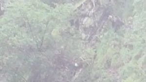 Orso avvistato a Carona, due escursioniste a pochi metri dall’animale - Il video