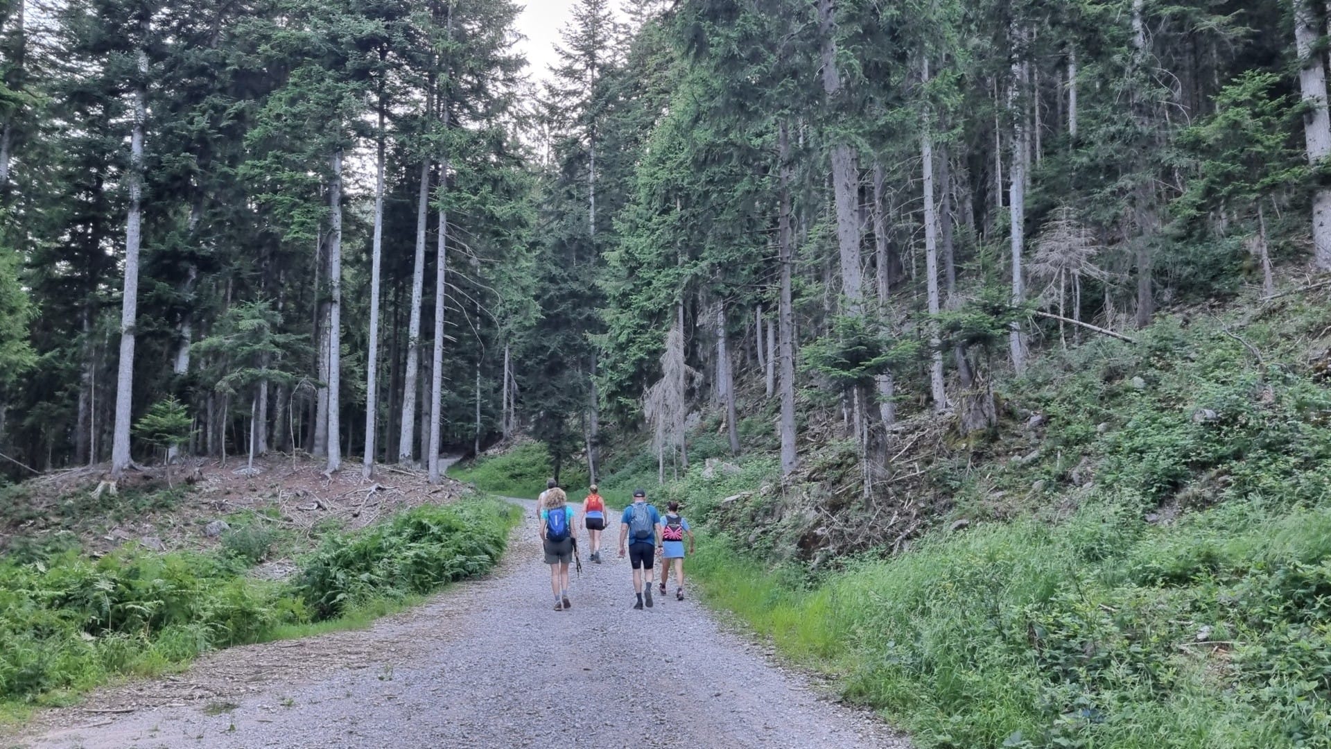 Un itinerario in Val Sedornia sulle tracce del lupo e dell’orso 