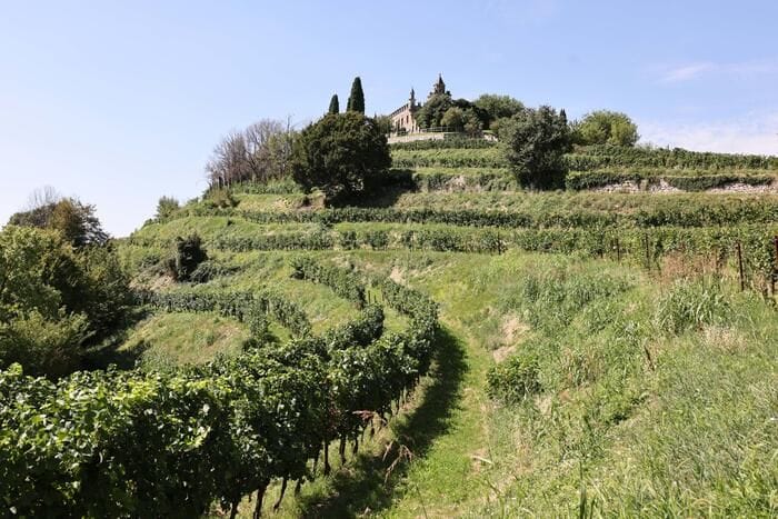 Cambio clima anticipa vendemmia ovunque, già avviata in Sicilia