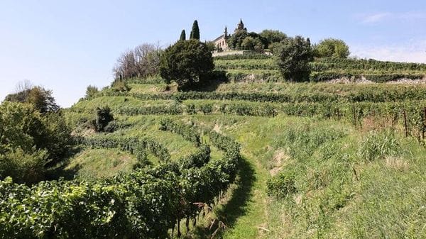 Cambio clima anticipa vendemmia ovunque, già avviata in Sicilia