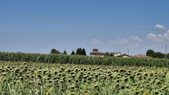 Giallo girasole