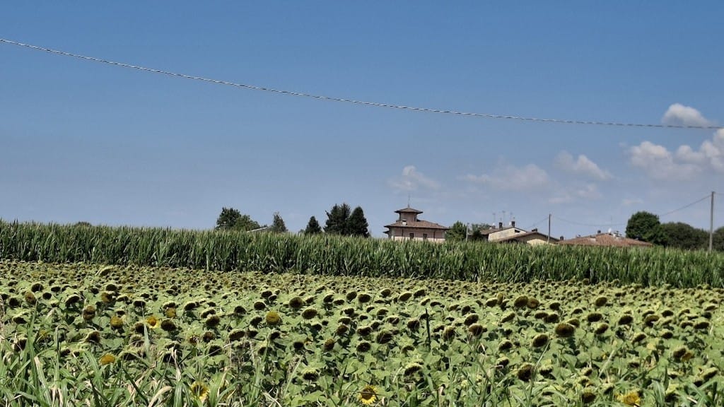 Giallo girasole