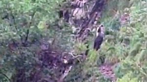 Il racconto delle due ragazze a dieci metri dall’orso: «Ci ha viste e se n’è andato. Che paura» - Il video