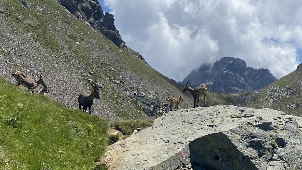 «Cucciolo di stambecco...»