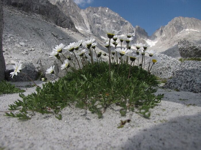Alpi. i ghiacciai di pietra aiutano la biodiversità d'alta quota 