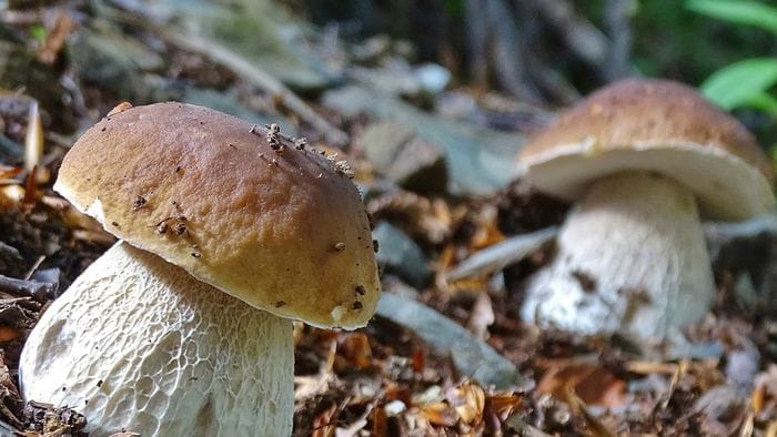 https://storage.ecodibergamo.it/media/photologue/2026/7/27/photos/cache/con-la-siccita-i-funghi-si-fanno-attendere-la-stagione-parte-lenta_9d87ab3e-8929-11f1-9963-9fa84780a2ec_1920_1080_v3_large_16_9.jpg
